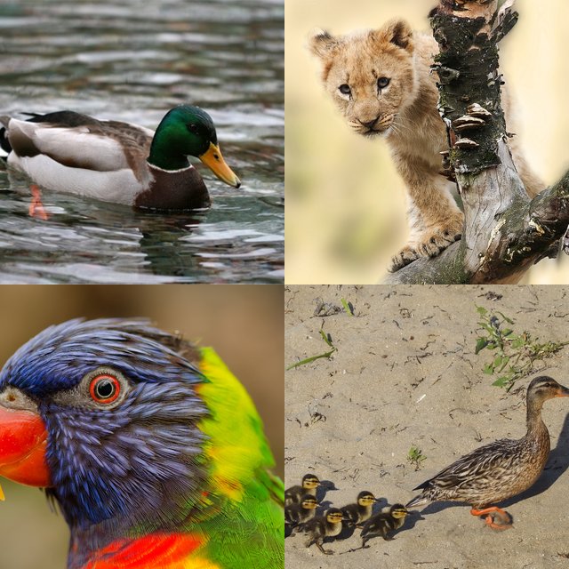 Animals jigsaw puzzles